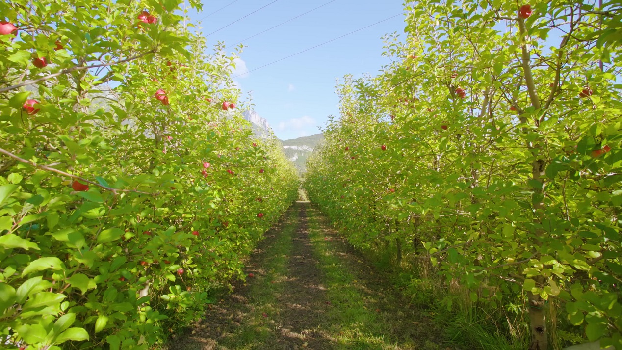 Walk Among Fruitful Apple Orchards