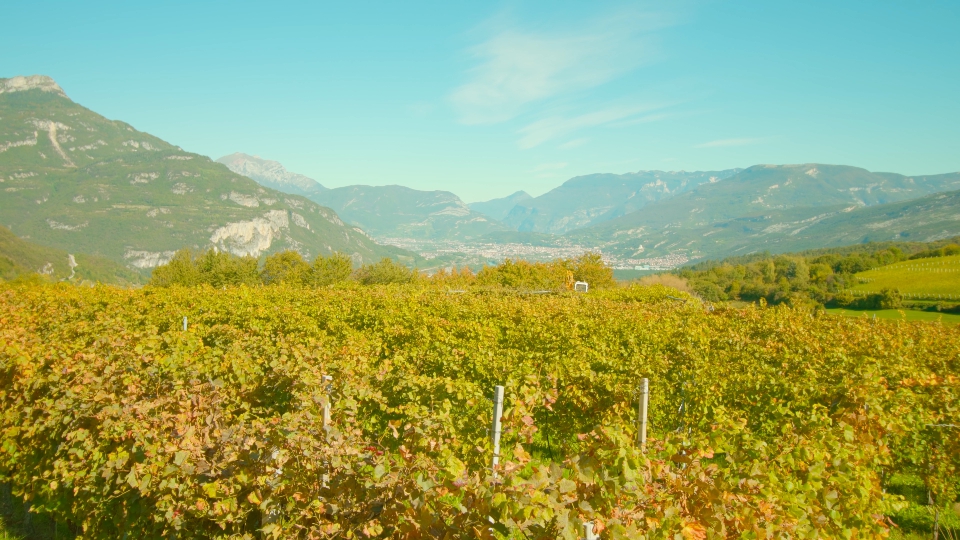 Viti e Panorami Autunnali