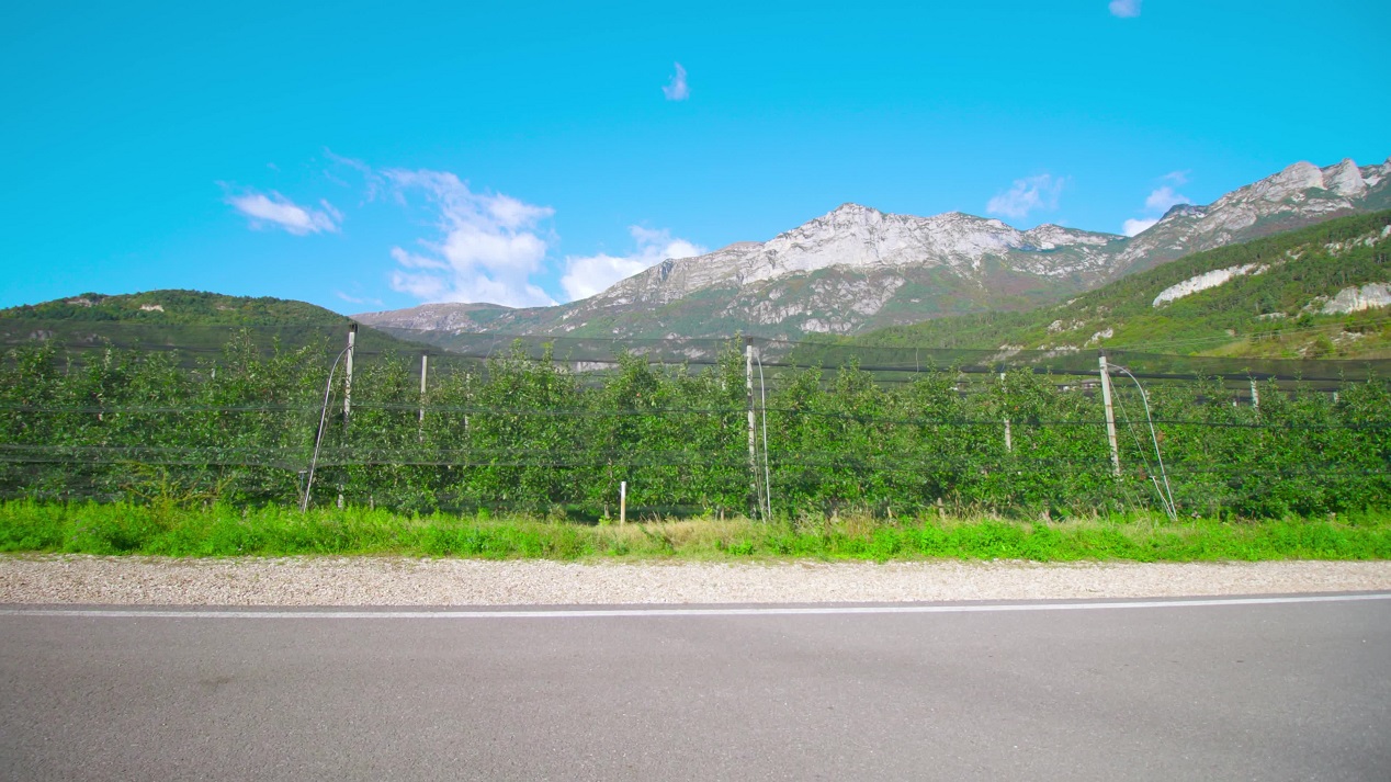 Filari di Meli: Vista davanti alle Montagne