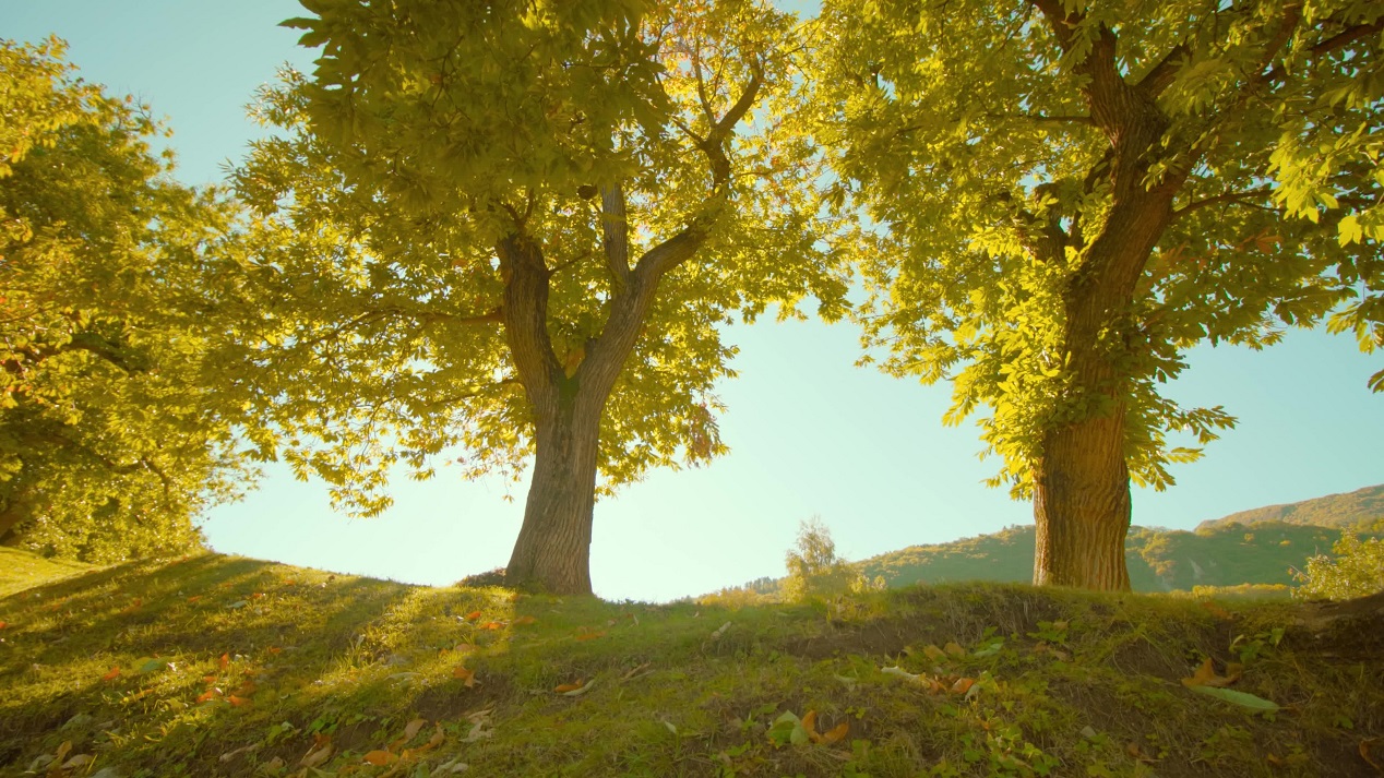 I castagni crescono sotto la luce del sole nel parco nazionale