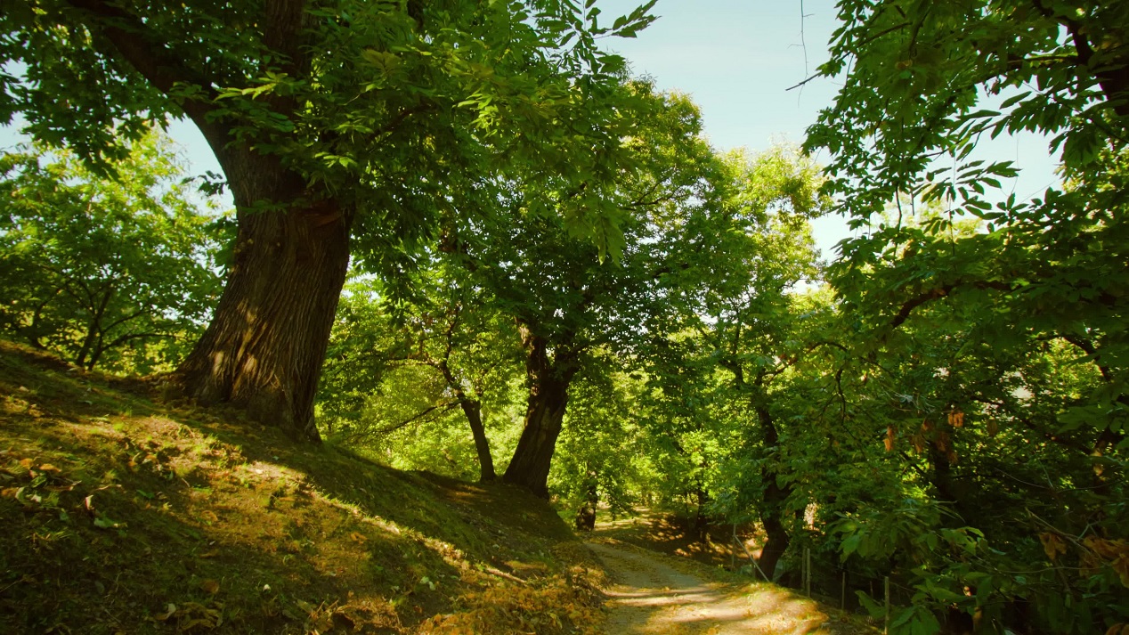 Shadow from crown of chestnut trees falls on meadow in park