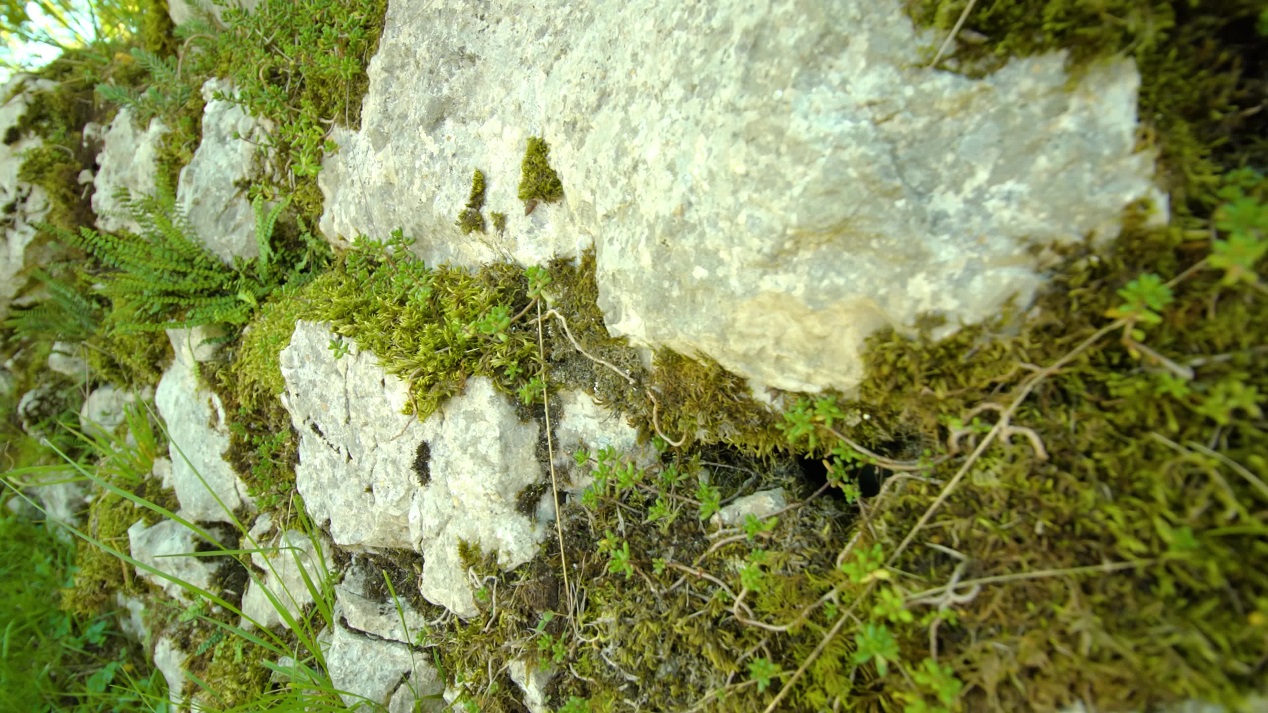 Fence from rocks overgrown with moss and grass in park