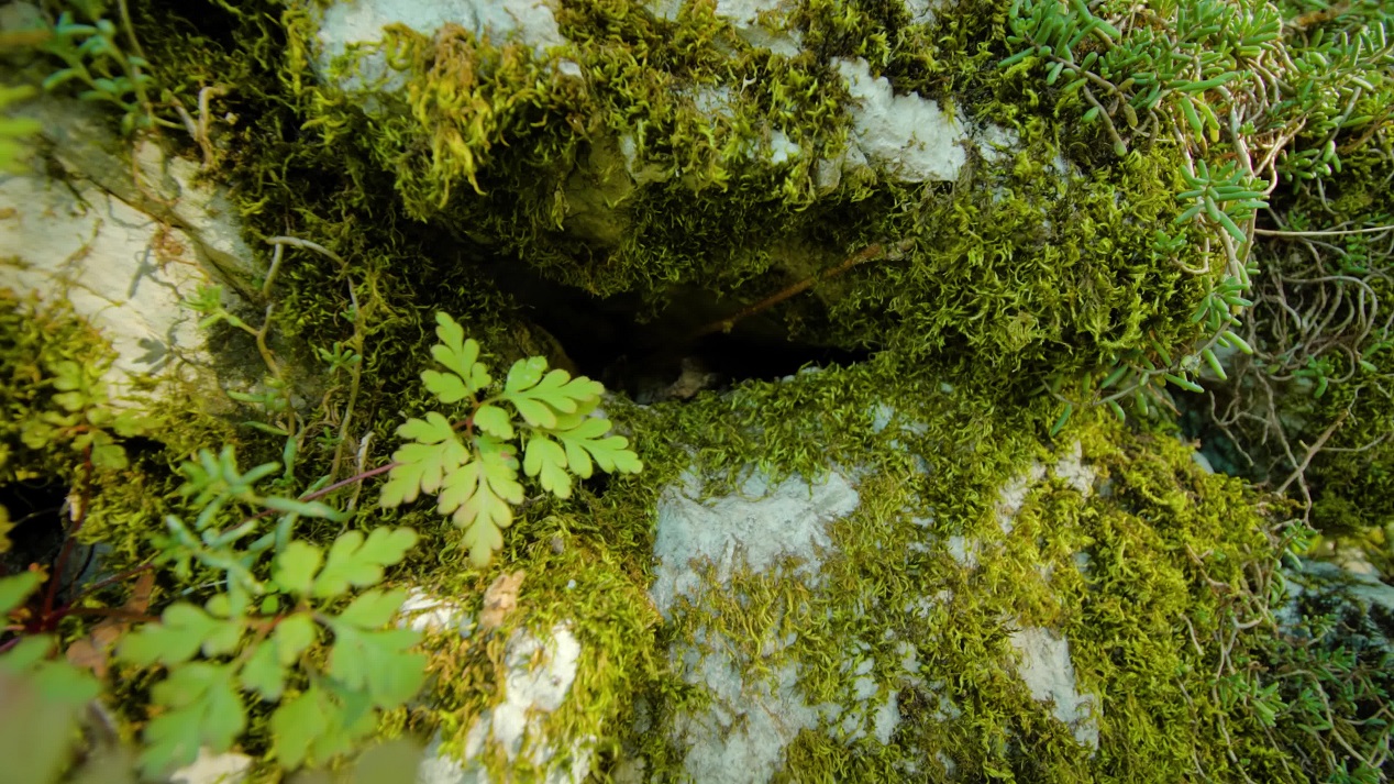 Pietre impilate con muschio e rami formano una recinzione nel parco