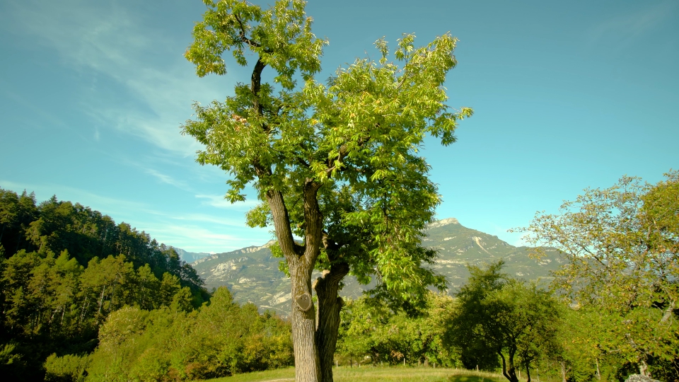 L’albero solitario si erge sulla collina davanti la montagna e la foresta