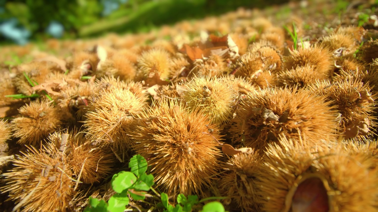 I frutti di castagno maturi caduti dall’albero giacciono sulla macro a terra