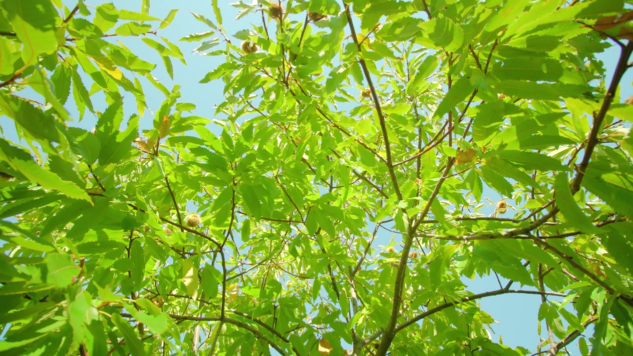 Green crown of chestnut tree with ripening fruit on branches