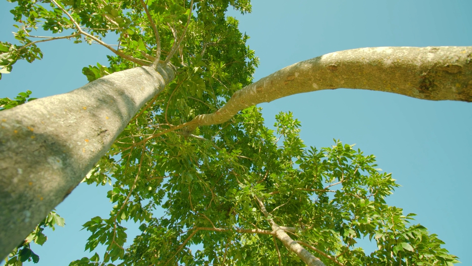 High smooth trees with wide green crowns grow nearby in park