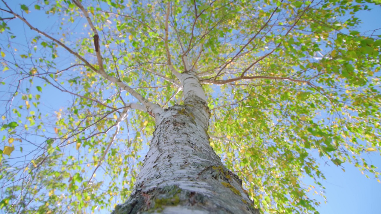 Majestic Birch – Spring in the National Park