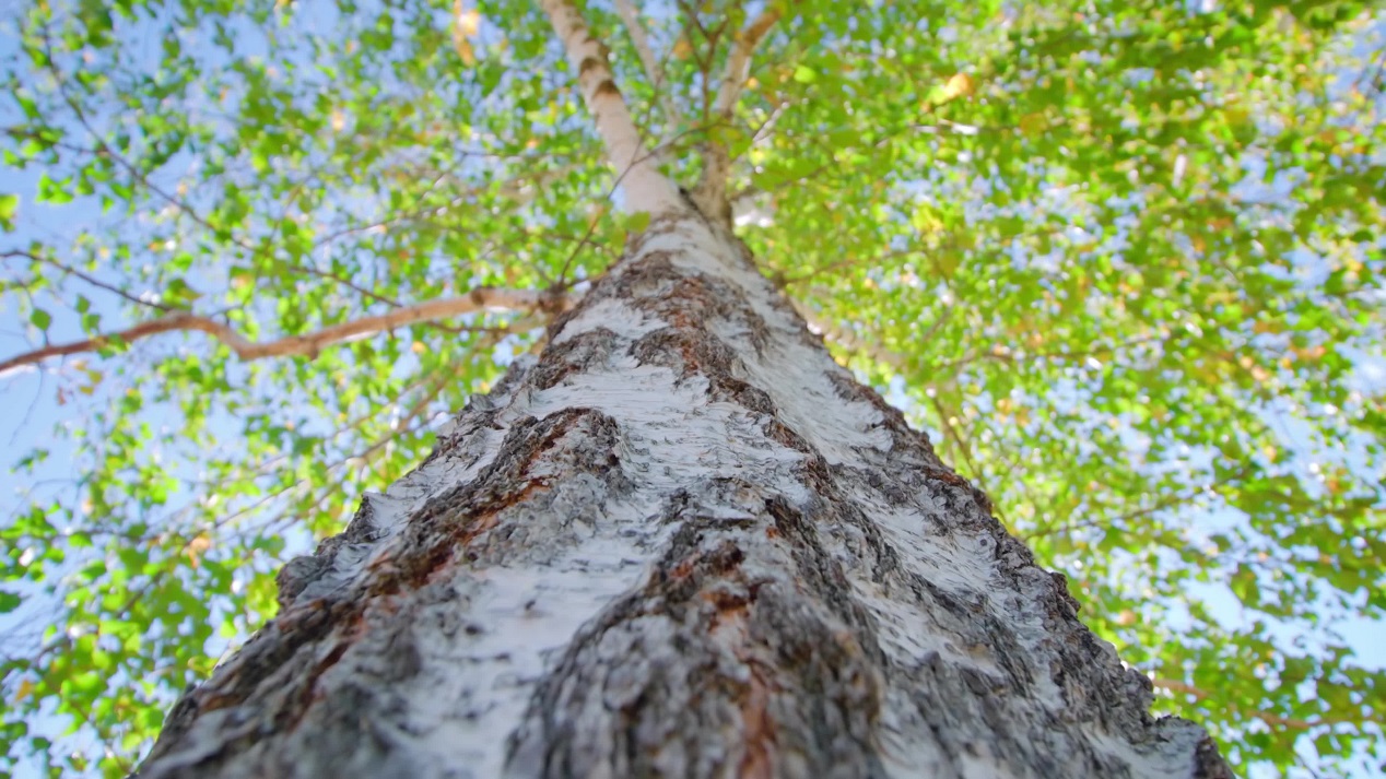 L’Affascinante Mondo dell’Albero di Betulla: Un Simbolo di Forza e Resilienza