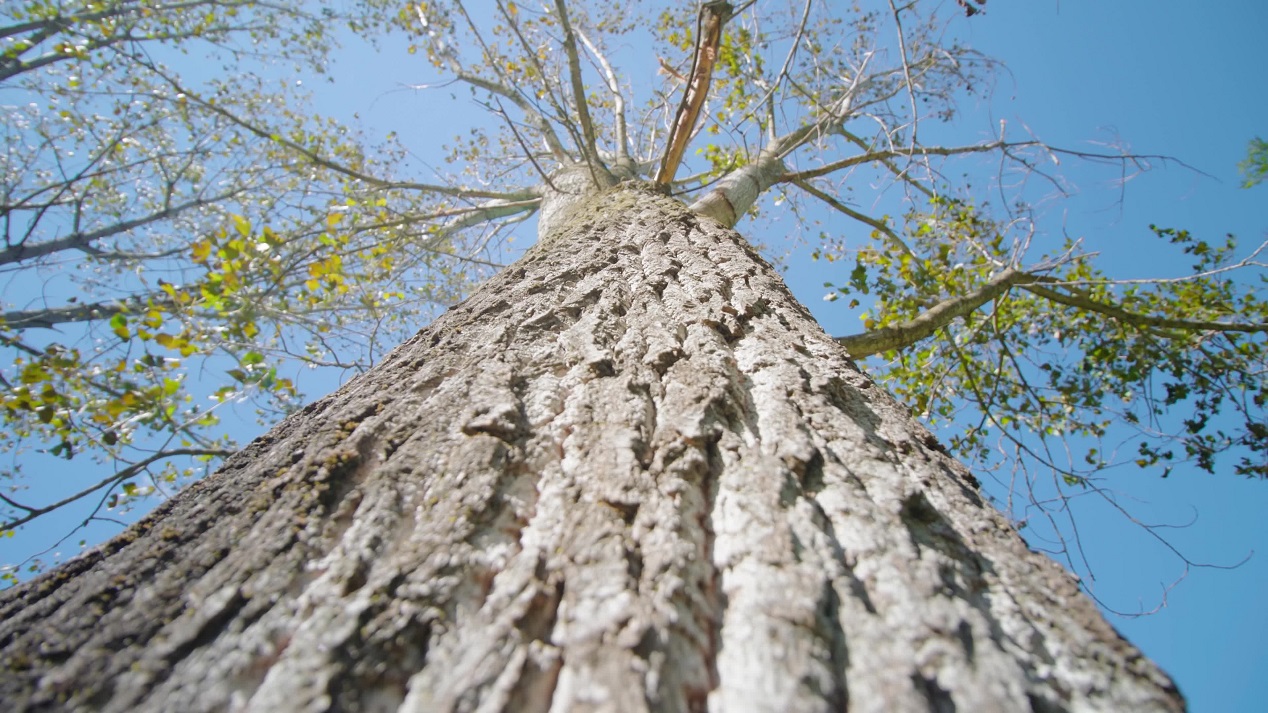 High birch tree with thick bark and long thin branches