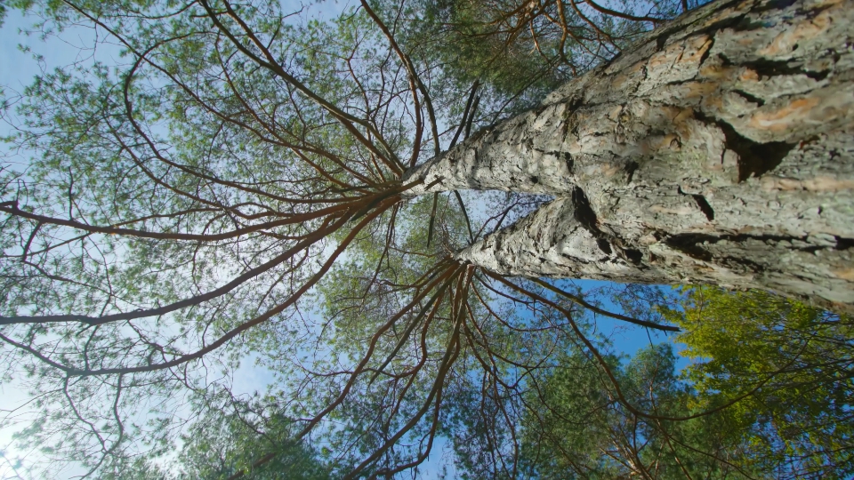 Old birches growing among trees with large crowns in park