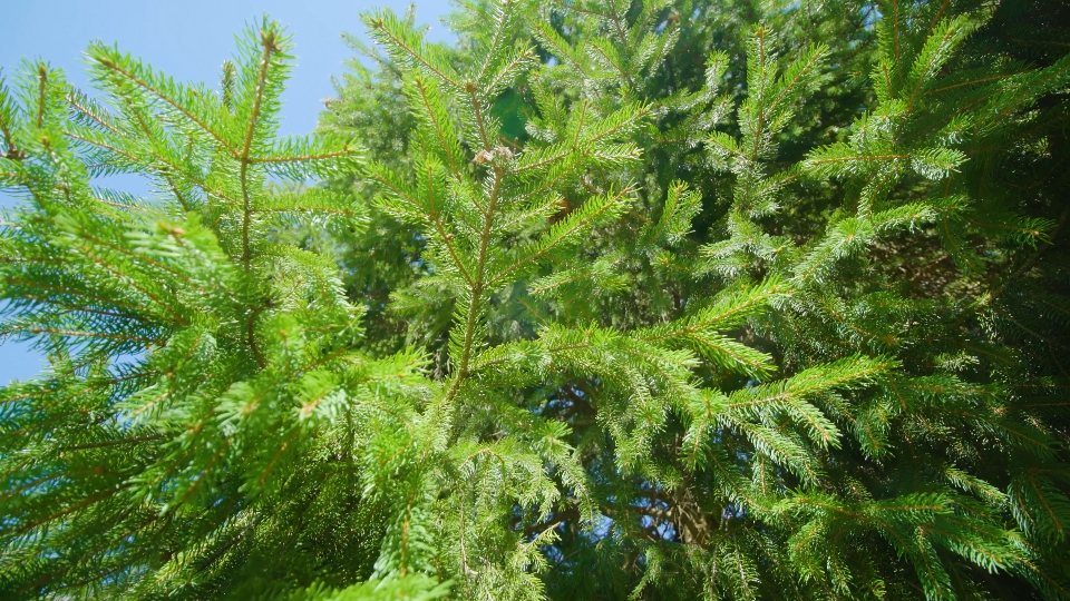 Needles and cones of spruce tree at bright sunlight closeup