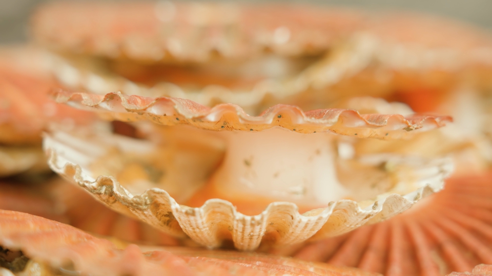 Live shellfish opens and closes shell lying in pile on table