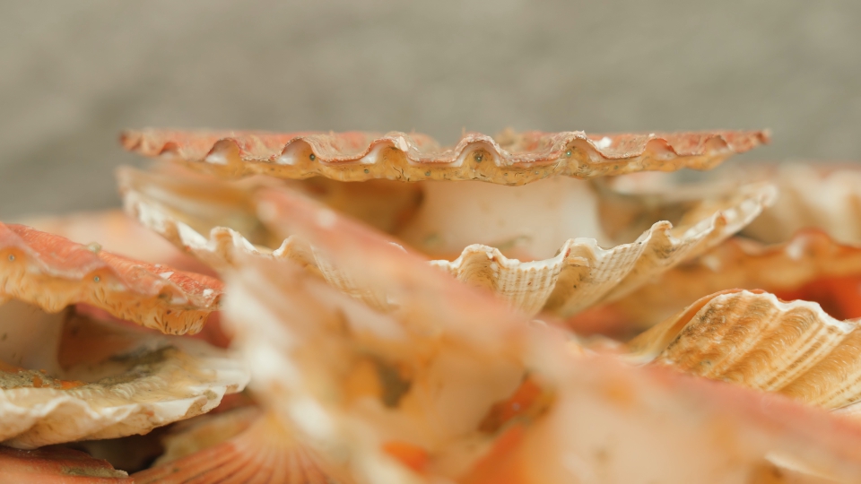 Shellfishes open and close muscle lying in heap on table