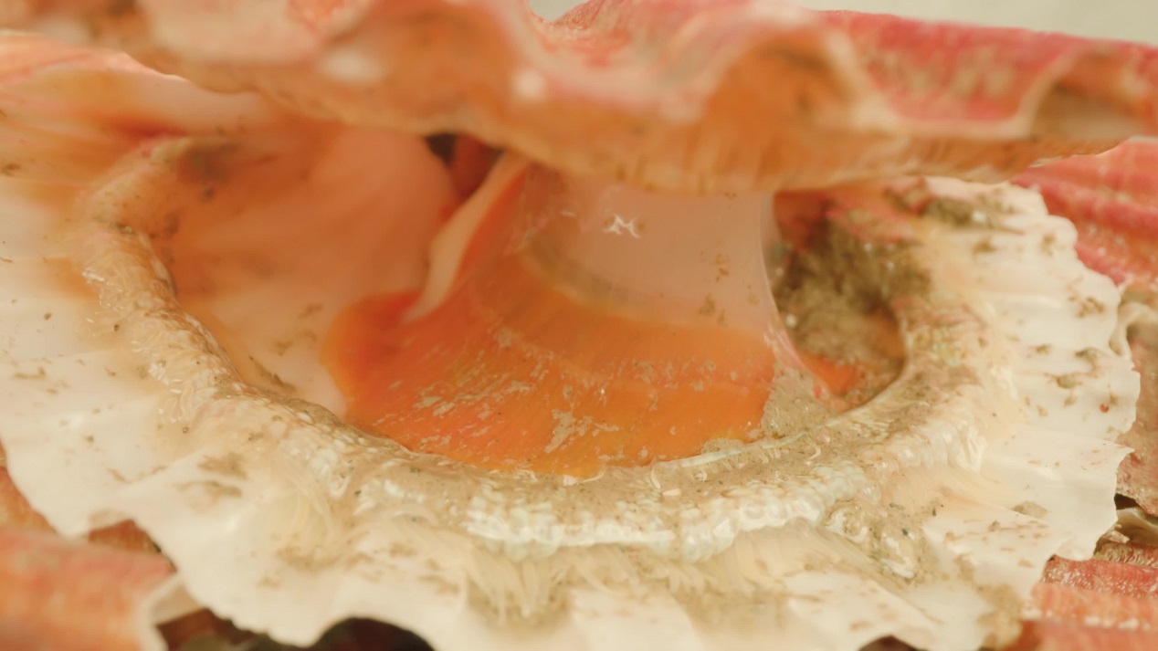 Opened shell of live mollusk with scarlet scallop meat