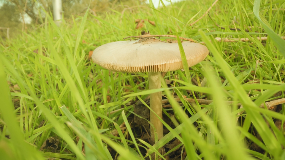 Inedible mushroom among vibrant long grass on meadow