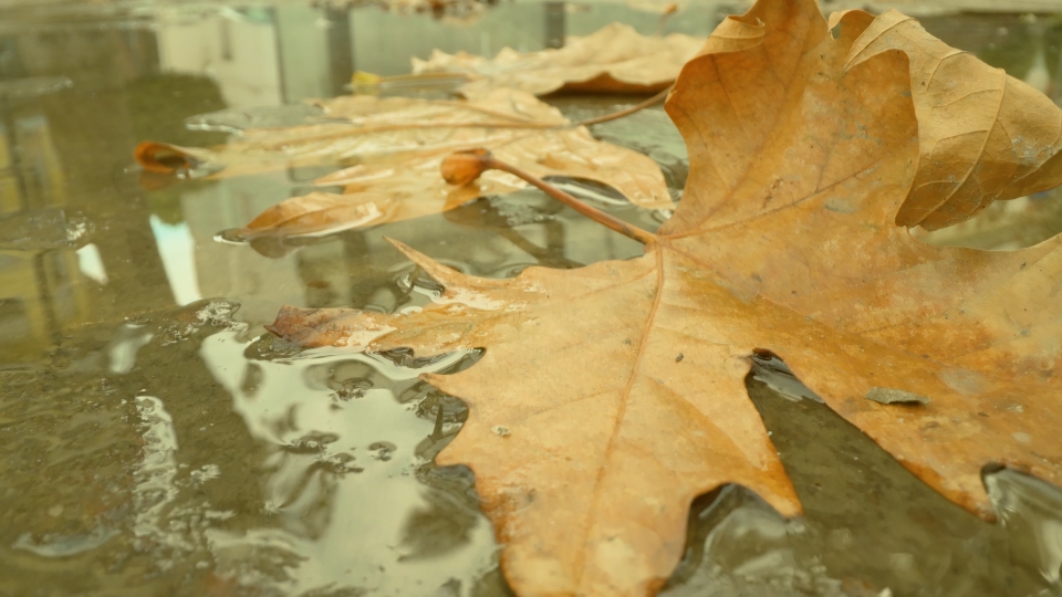 Wet maple leaves lie near puddle reflecting city and sky