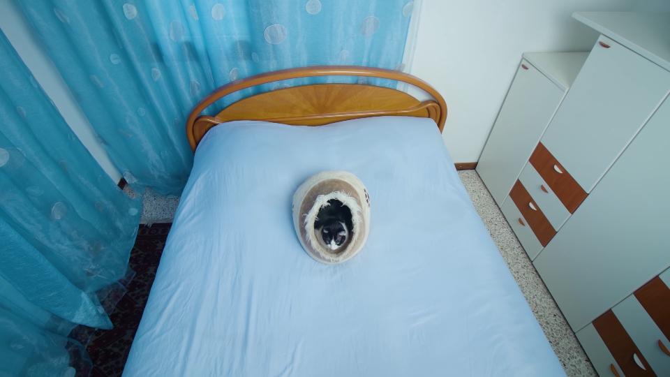 Fluffy kitty lying in cat bed rests and looks around room