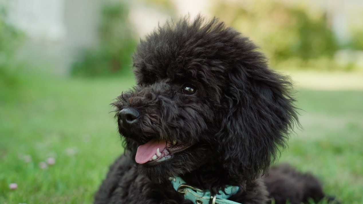 Black poodle lying on the grass