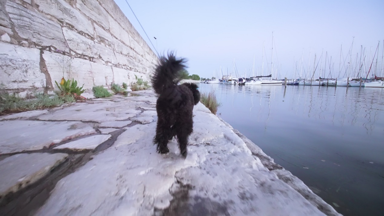 Cane barboncino nero al guinzaglio