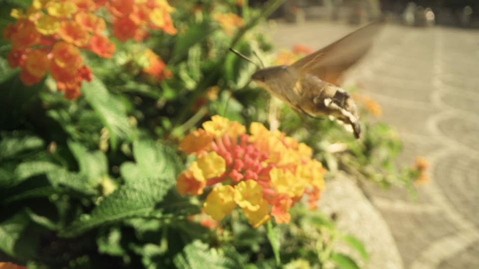 Bedstraw Hawk Moth on a City Flower