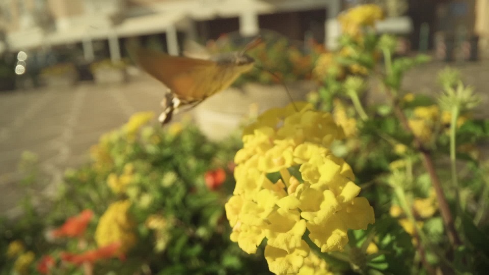 La Sfinge di Galium tra i Fiori