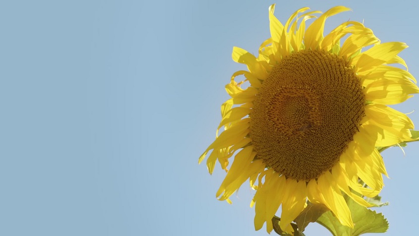 Yellow sunflower on the blue sky