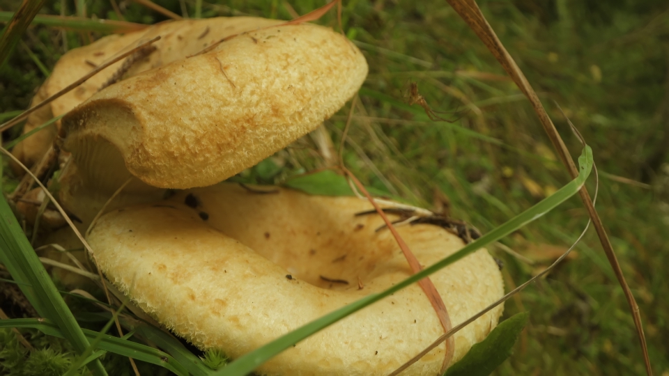 Dogwood mushrooms and a spider close by