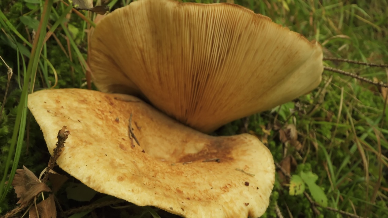 Due funghi Sanguinaccio nel bosco