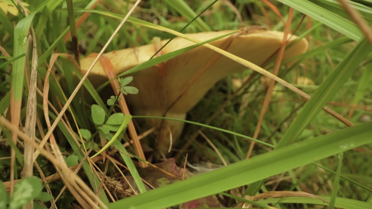 Edible mushroom in the grass