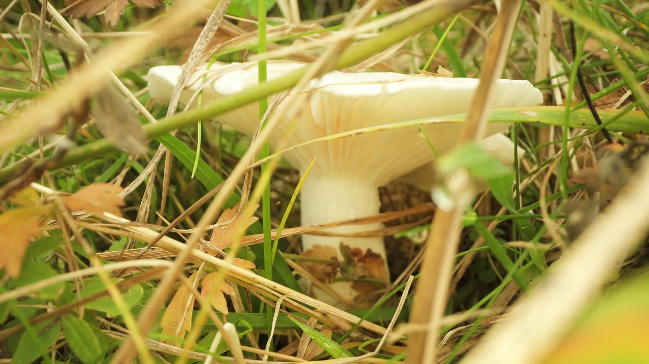 Fungo Amanita Gemmata tra l’Erba del Bosco