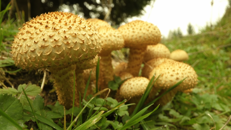 Good mushrooms grow in the woods