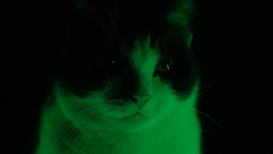 Cat gets scared illuminated by colored light