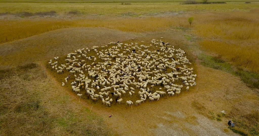 Herd of a group of sheep in the middle of the green field