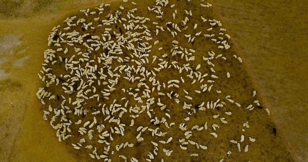 Herd of a group of sheep in the middle of the green field