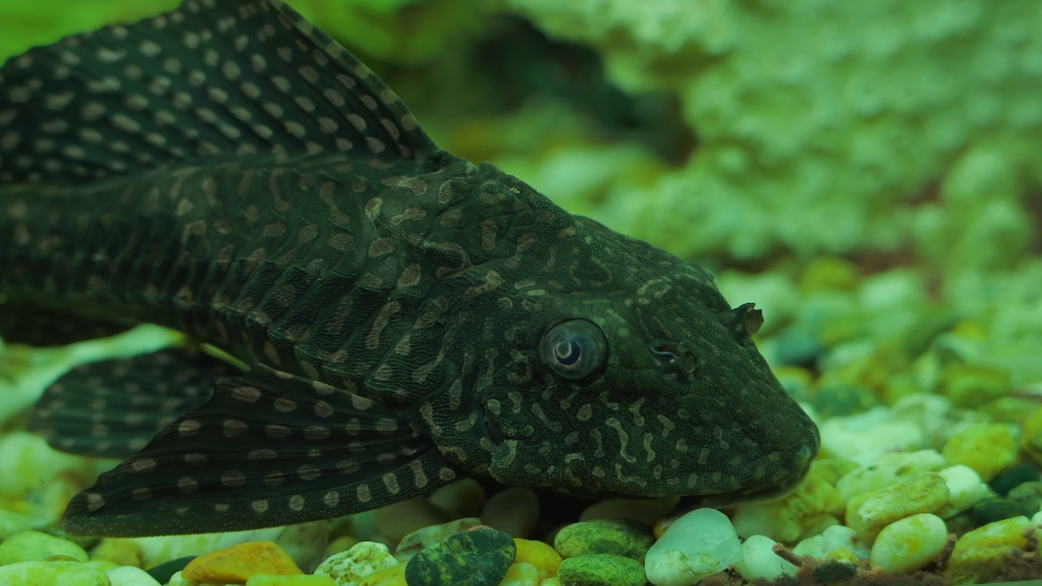 Dark cleaner fish at the bottom of the aquarium