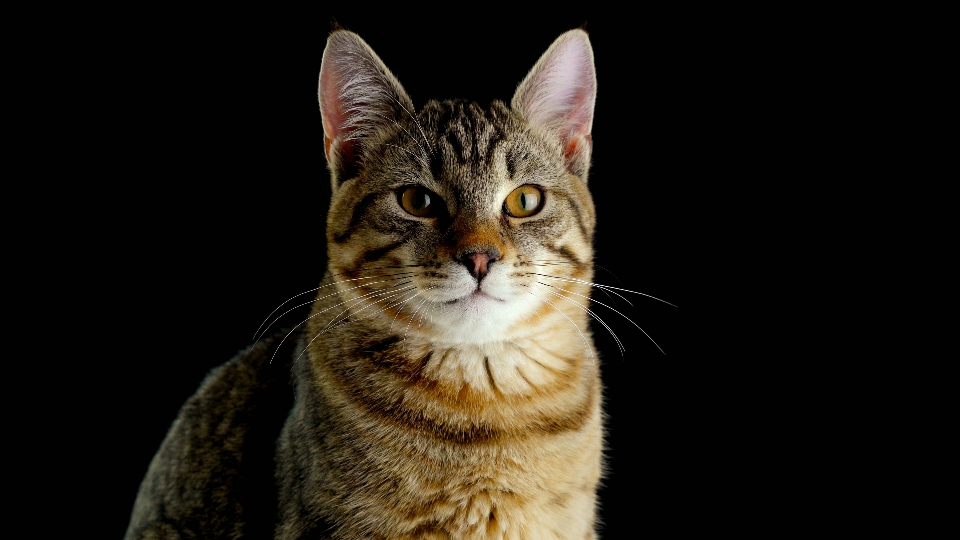 Kitten sitting on black background