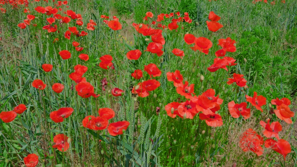 Red poppies in the green grass