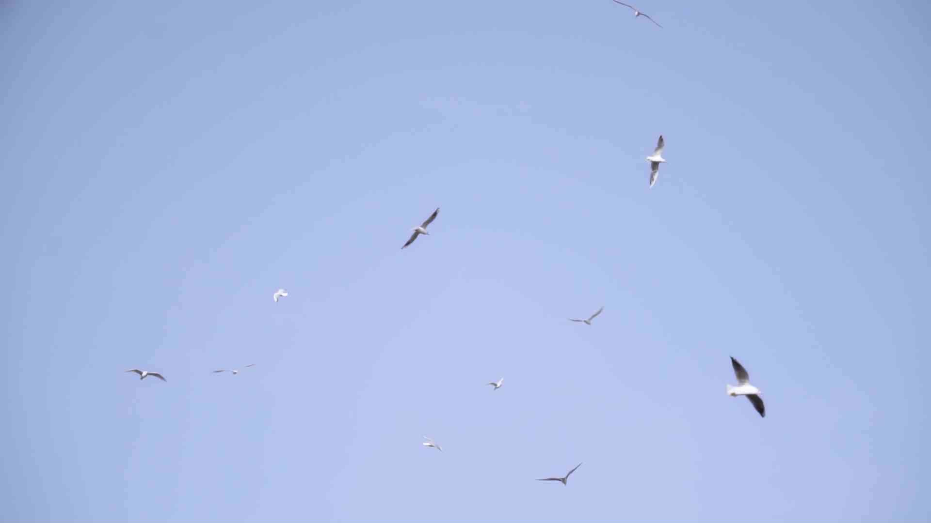 Birds fly in the blue sky