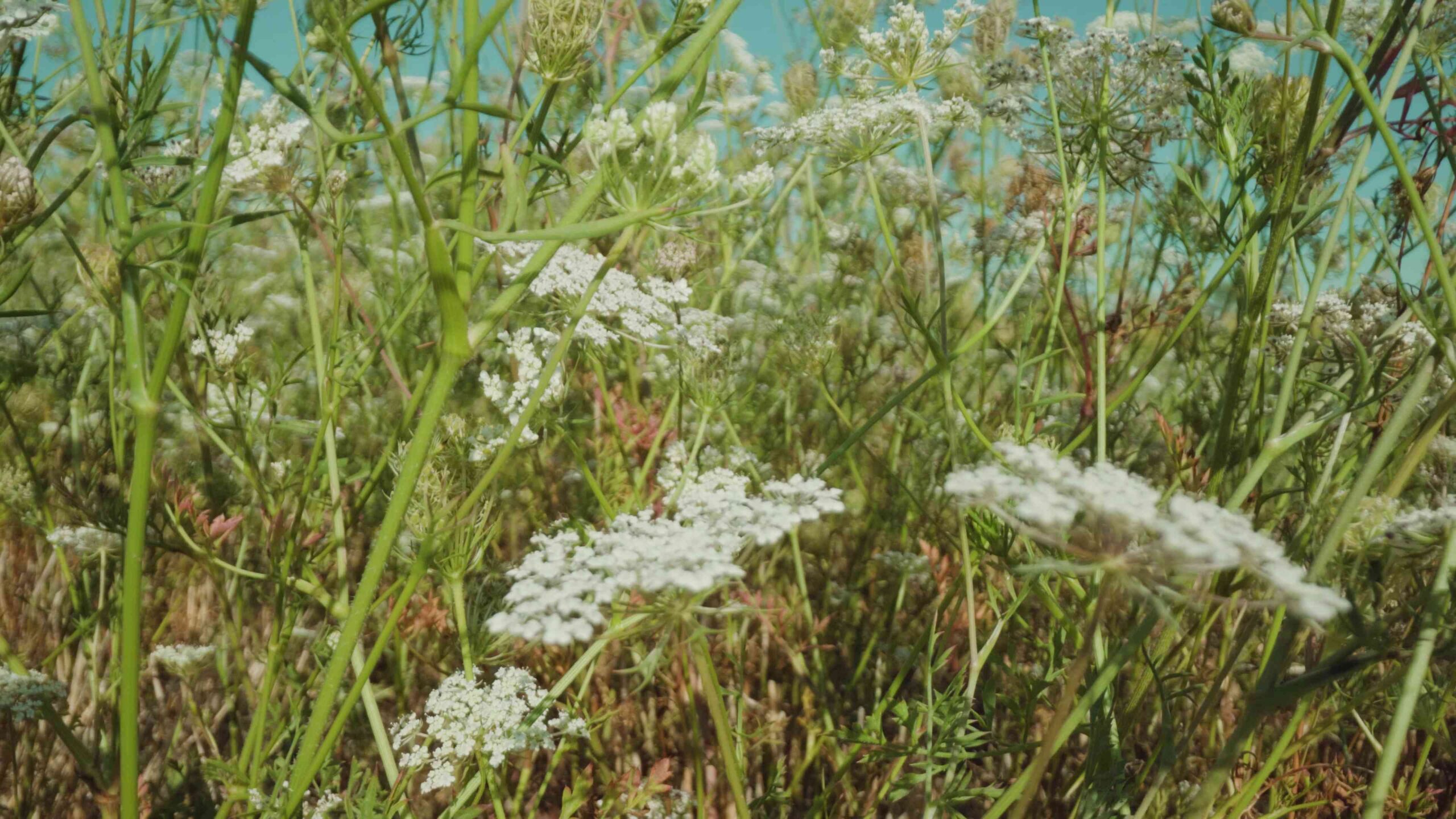 Fiori di campo bianchi sotto il sole