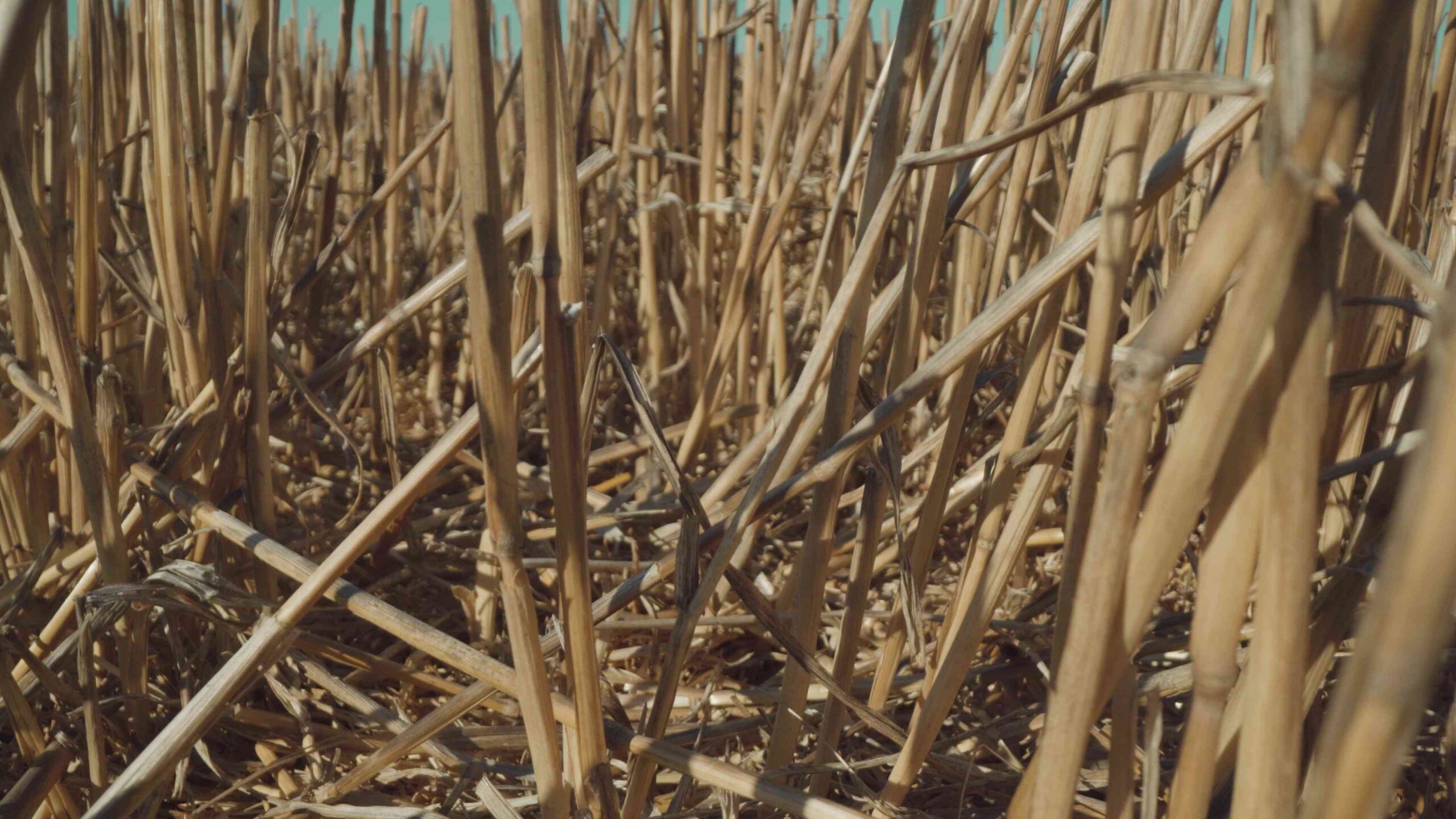 Campo di grano con piante tagliate