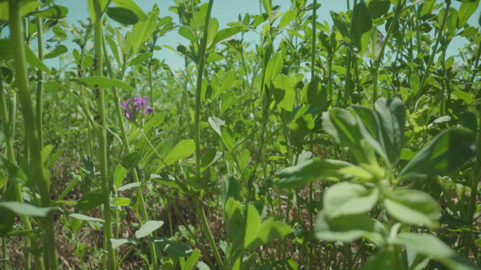 Green alfalfa