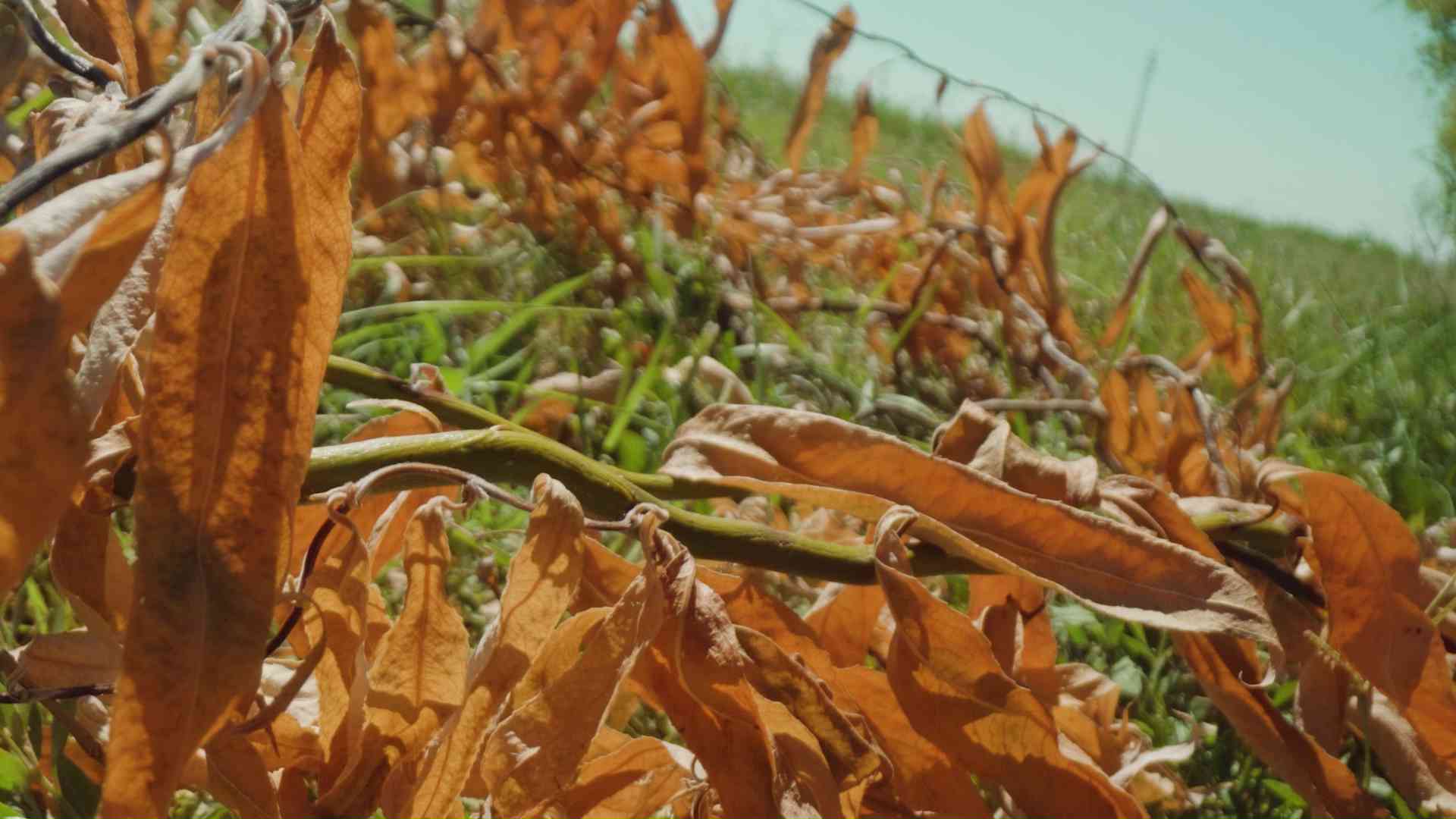 Dried autumn leaves