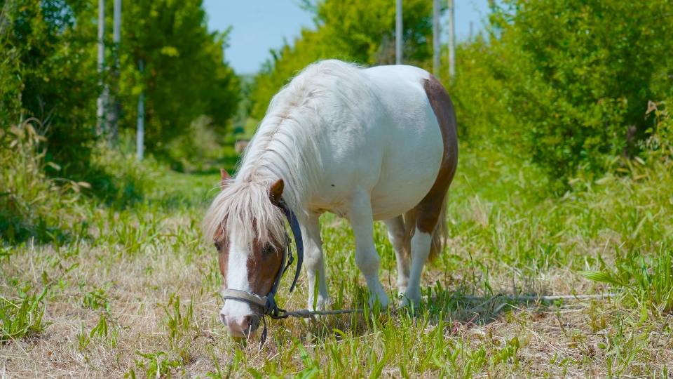 Pony eats grass among green bushes