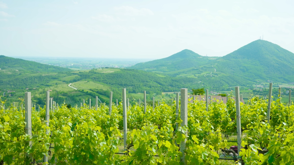 Euganean Hills of Veneto and green vineyards