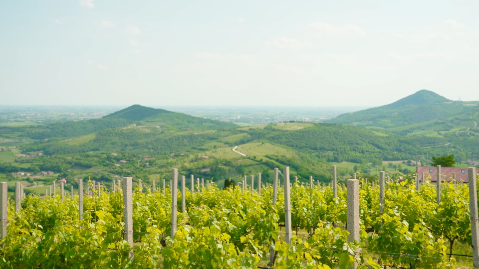 Green grape vineyards on the hills