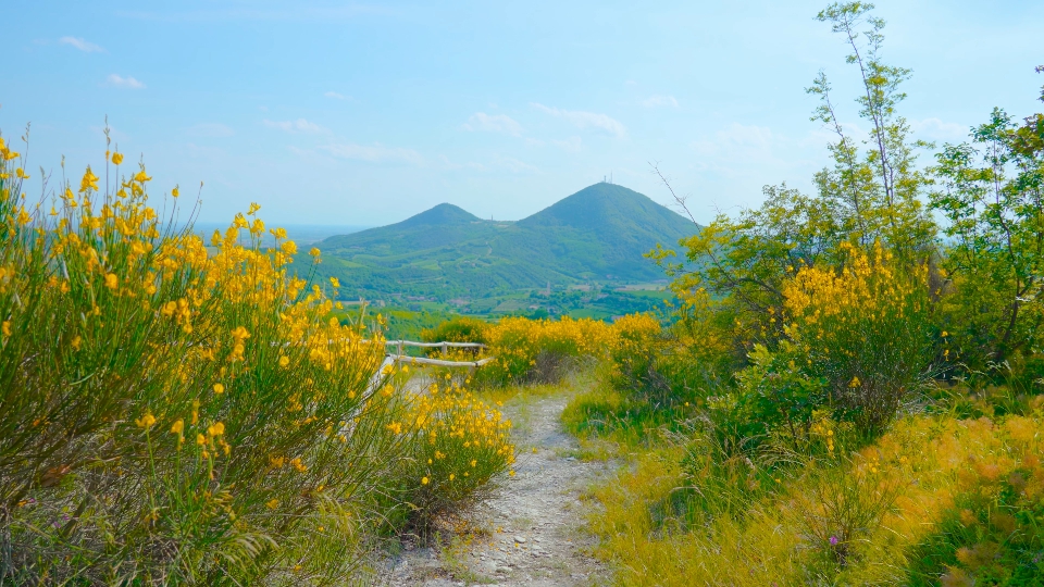 Rapeseed yellow and green nature between hills