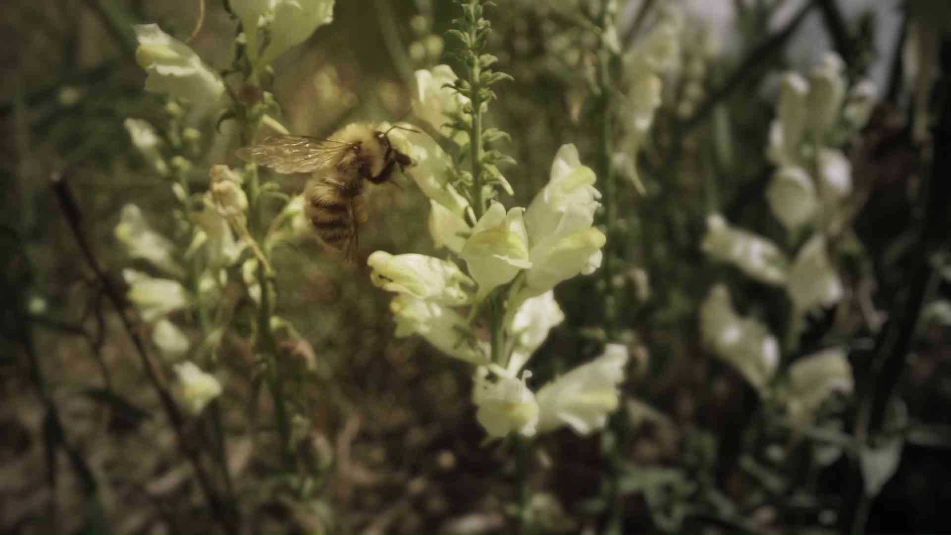 Bee flies around the white flower