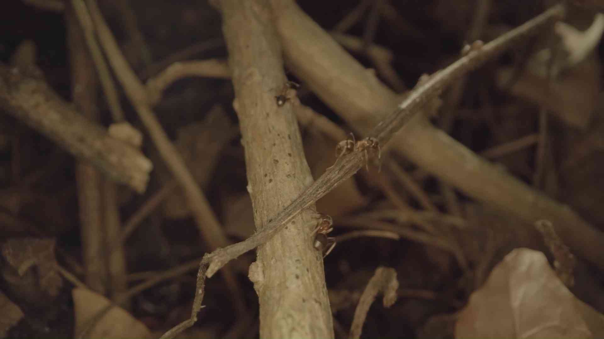 Ants are running on the fallen branches of trees