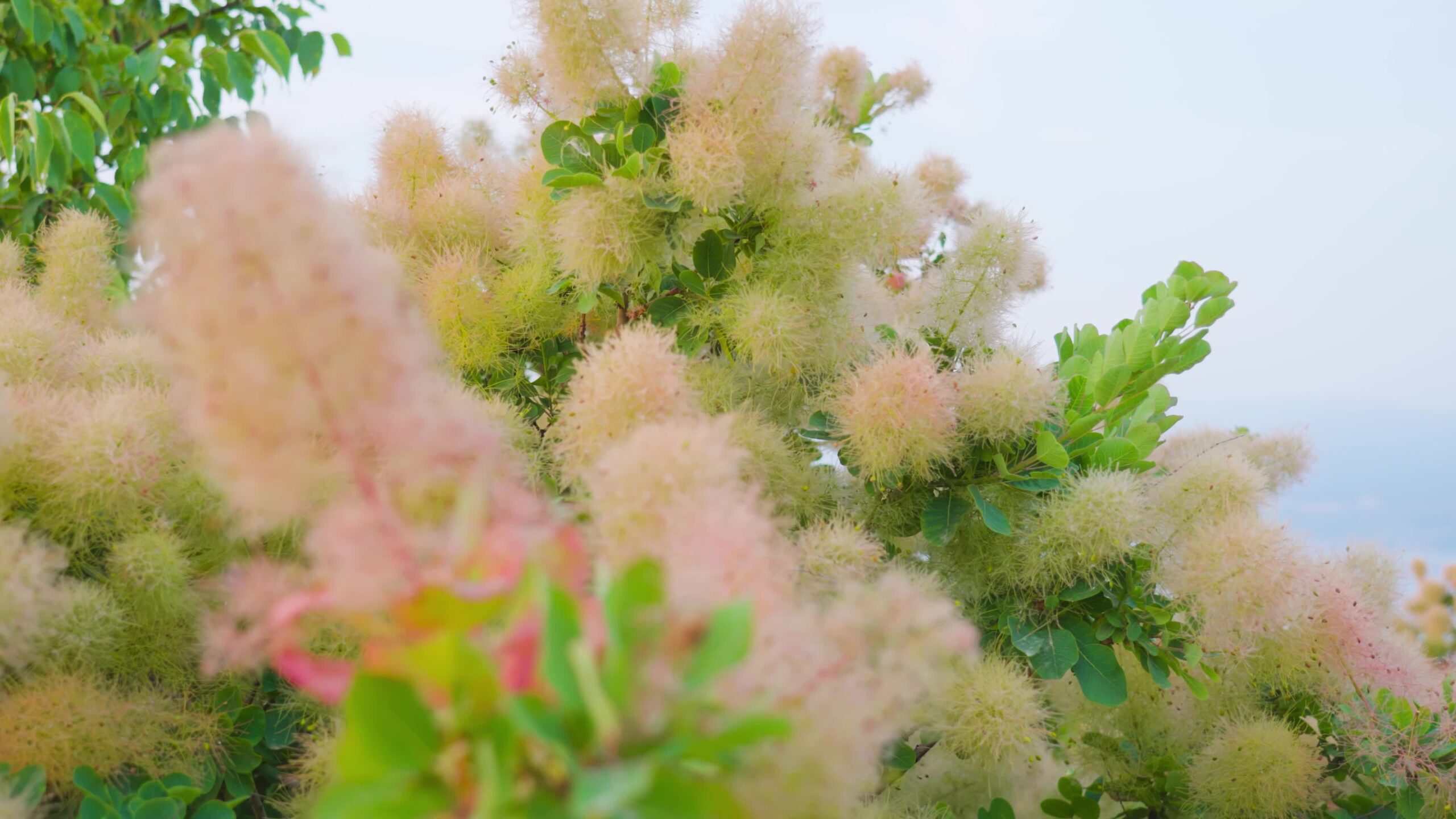 Tree blooms green round leaves